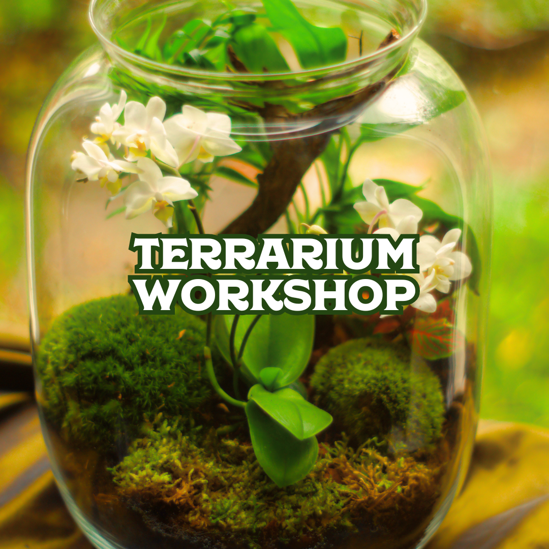 Terrarium workshop 3 22 25 underhill plants